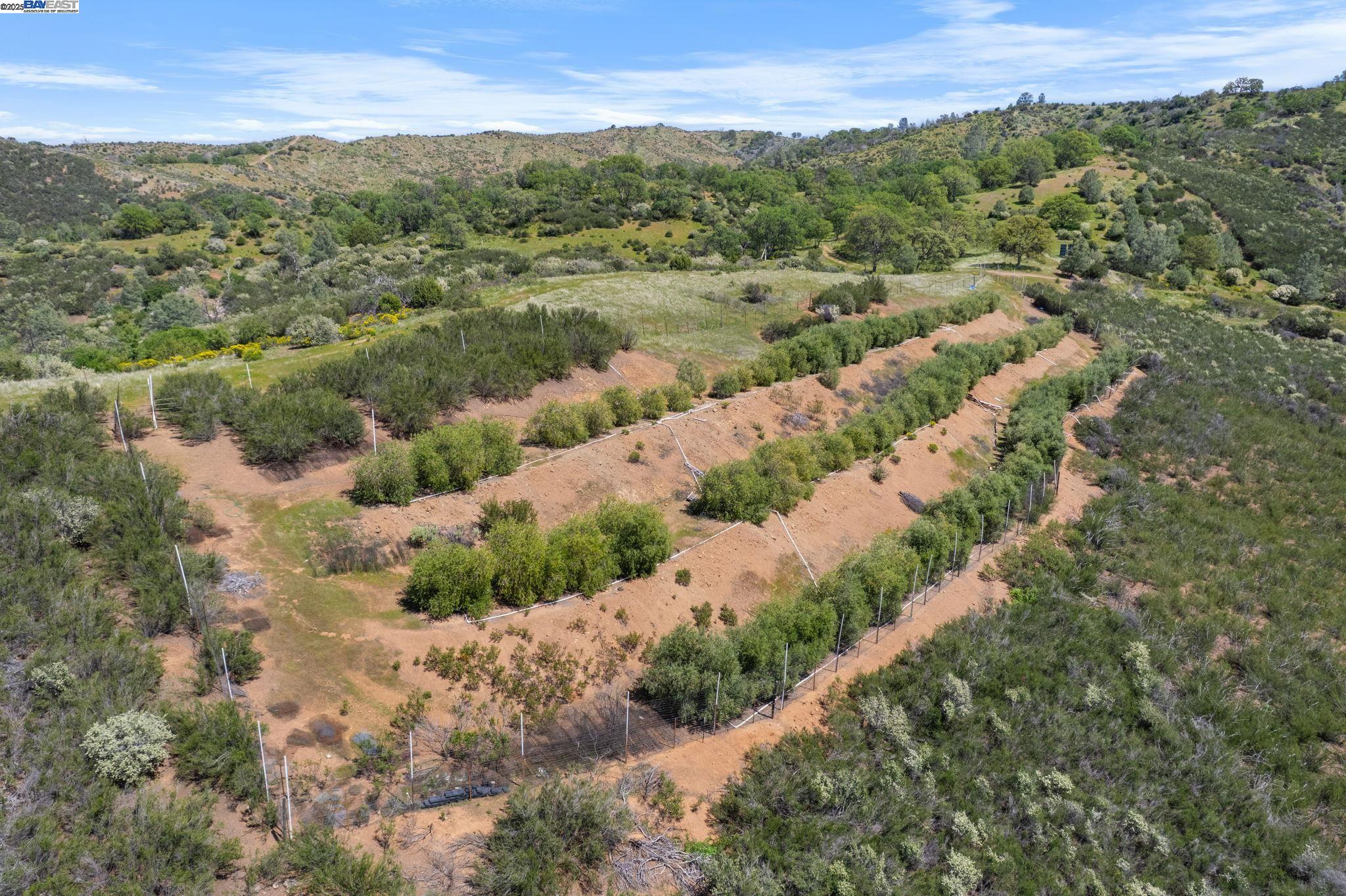 59480 Mines Road Livermore, CA 94550 - Photo 8 of 44 Olive orchard with about 100 Arbequina trees for olive oil production using the olive mill at the ranch. Orchard is fenced