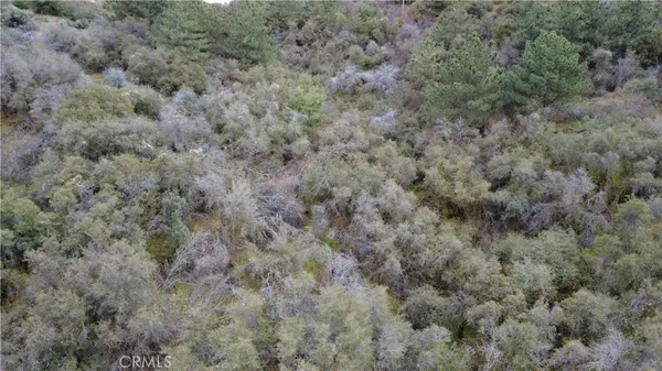 a view of a forest with lots of trees