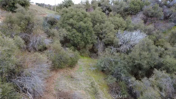 a view of a forest with trees in the background