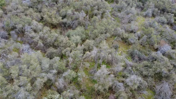 a view of a forest with lots of trees