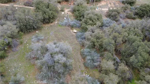 a view of a forest with lots of trees