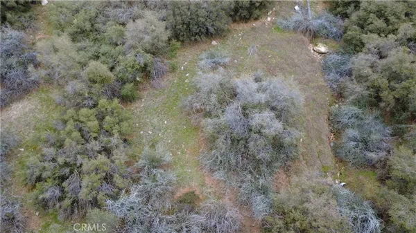 a view of a forest with lots of trees