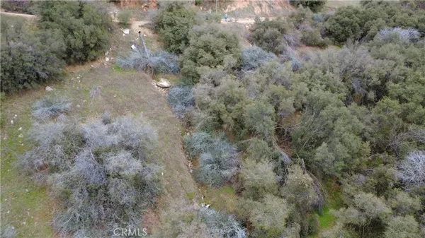 a view of a forest with large trees
