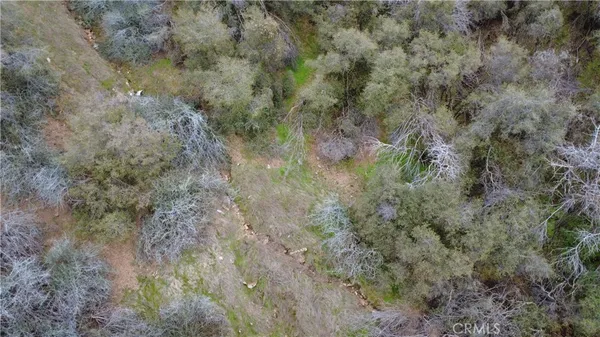 a view of a forest with lots of trees