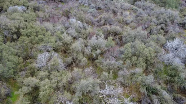 a view of a dry yard with green space