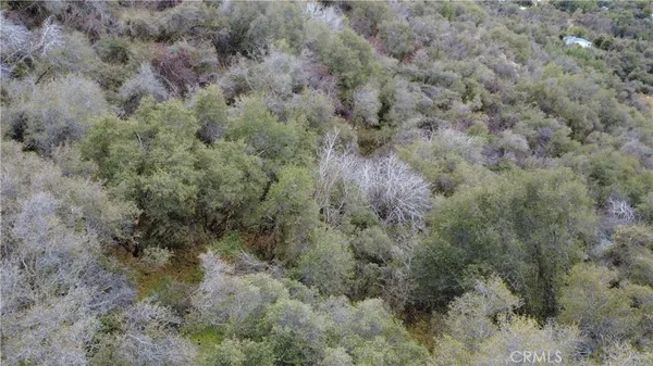 a view of a forest with trees in the background