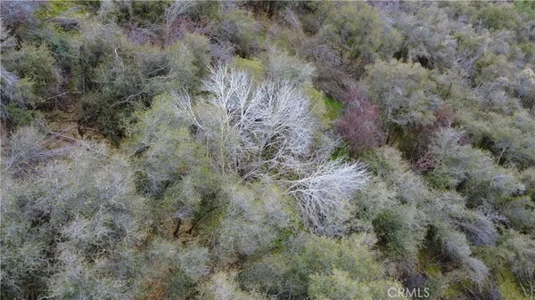 a view of a forest with trees