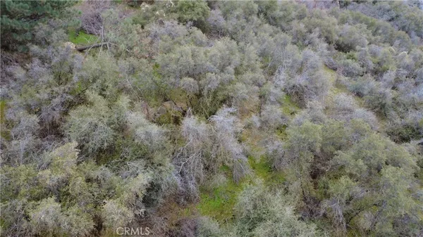 a view of a forest in a field