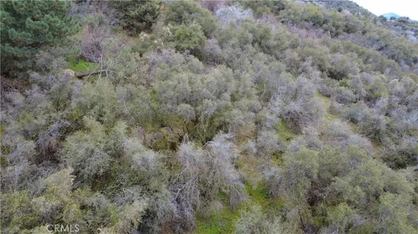 a view of a forest in a field
