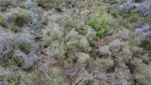 a view of a forest with lots of trees