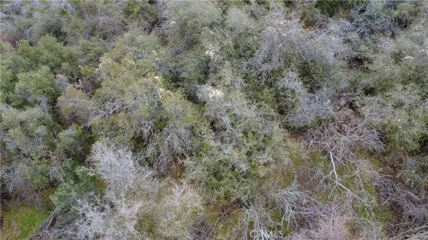a view of a forest with lots of trees