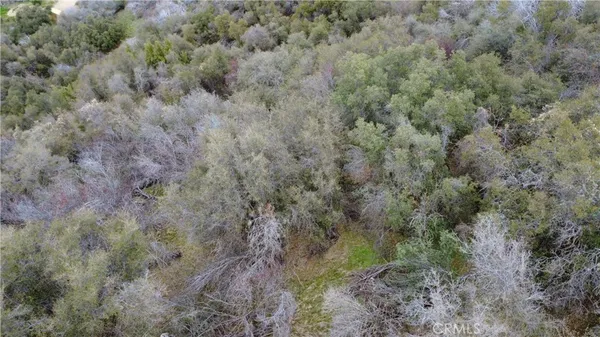 a view of a forest with lots of trees