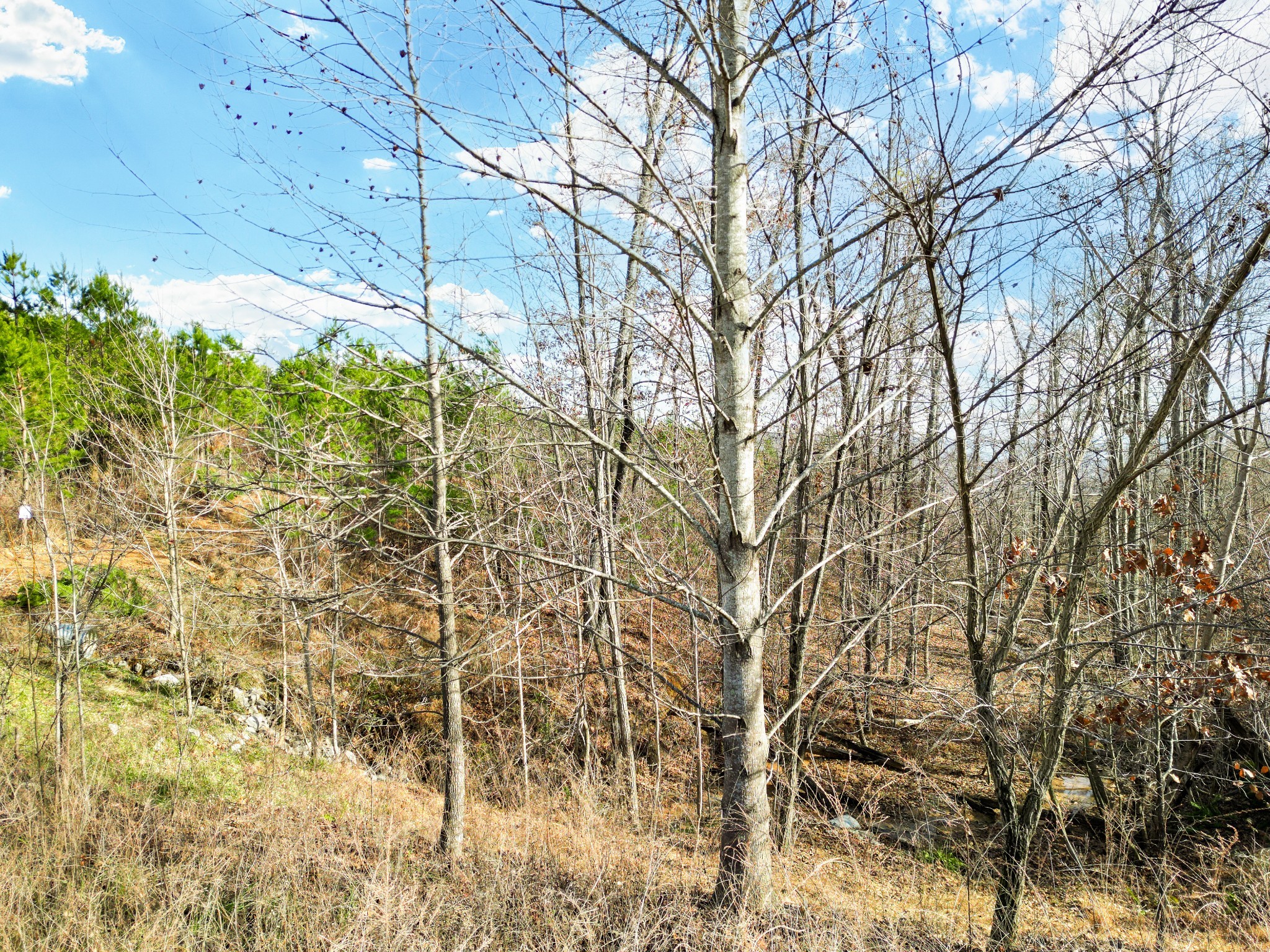 0 Jackson Point Road Sewanee, TN 37375 - Photo 7 of 14 Gallery Image 7