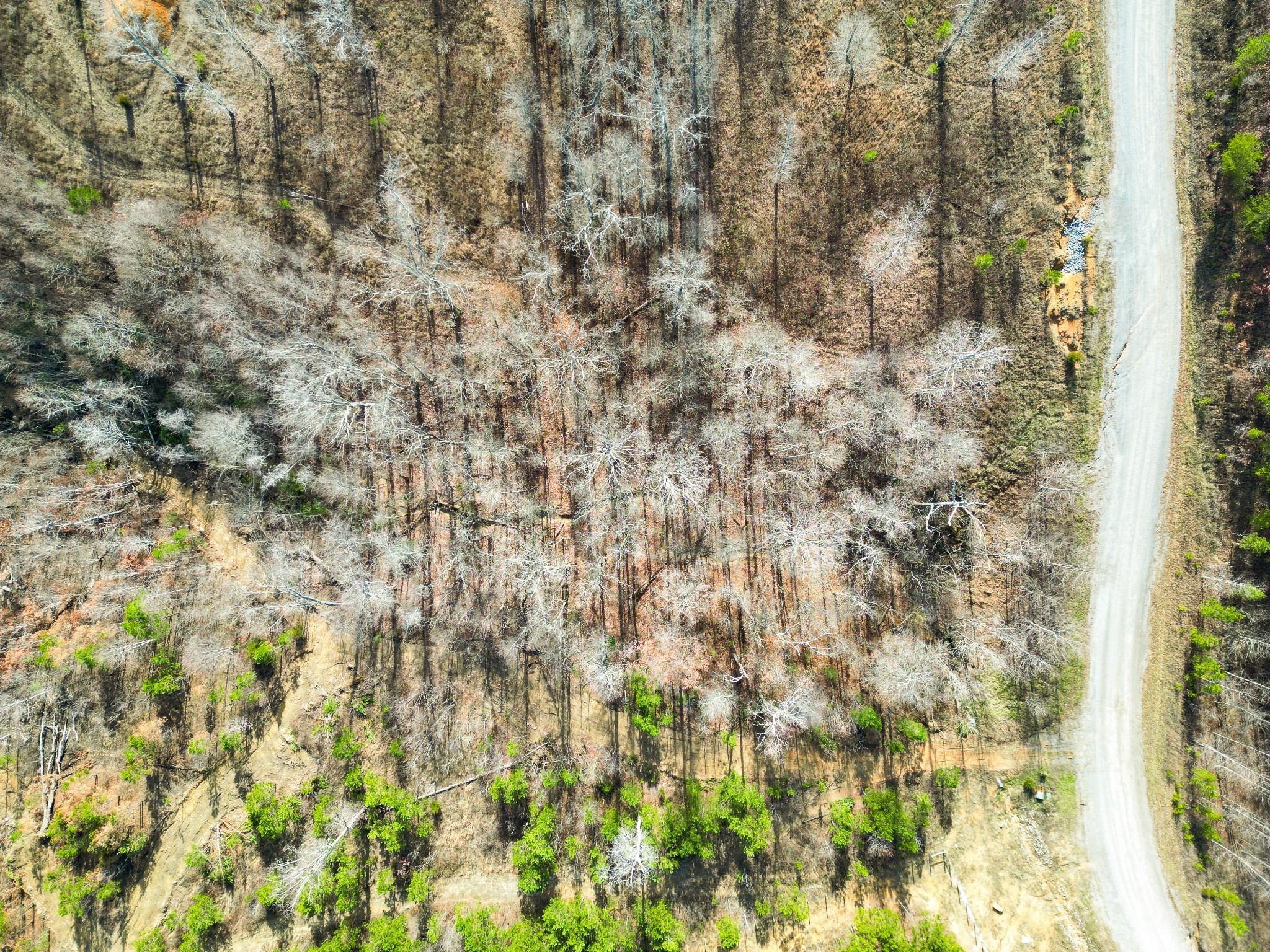 0 Jackson Point Road Sewanee, TN 37375 - Photo 8 of 14 Gallery Image 8