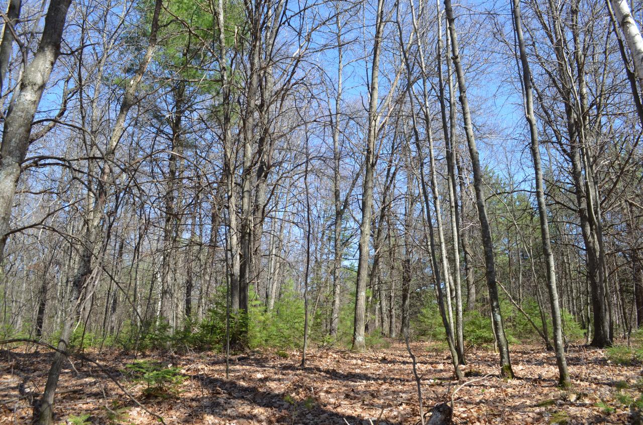 Lot 5 Point O Pines Road Tomahawk, WI 54487 - Photo 19 of 25 Gallery Image 19