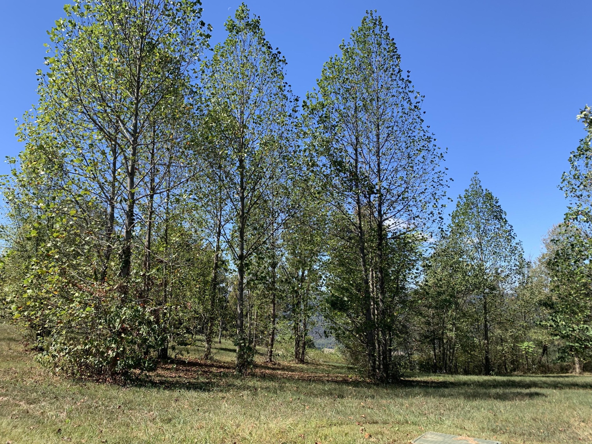 1130 Sunset Circle Jasper, TN 37347 - Photo 9 of 26