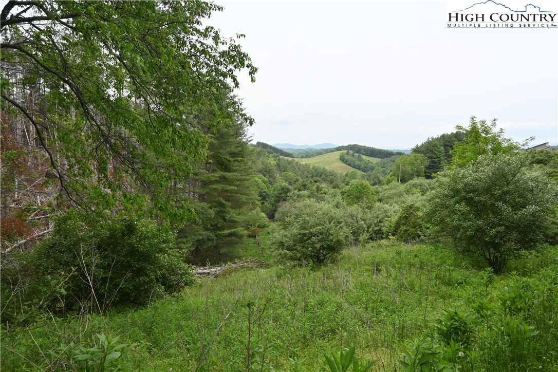 a view of a lush green forest with lots of trees