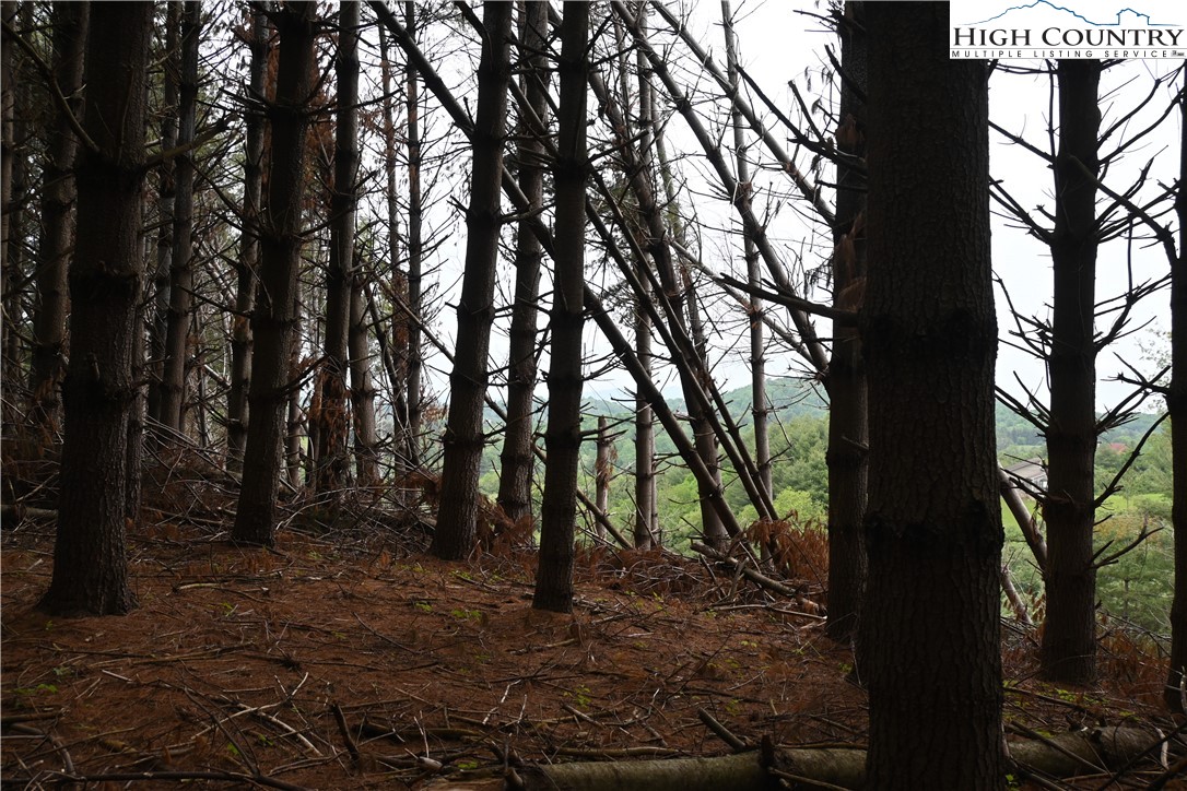 102 Tielcroft Road Crumpler, NC 28617 - Photo 11 of 19 a view of forest