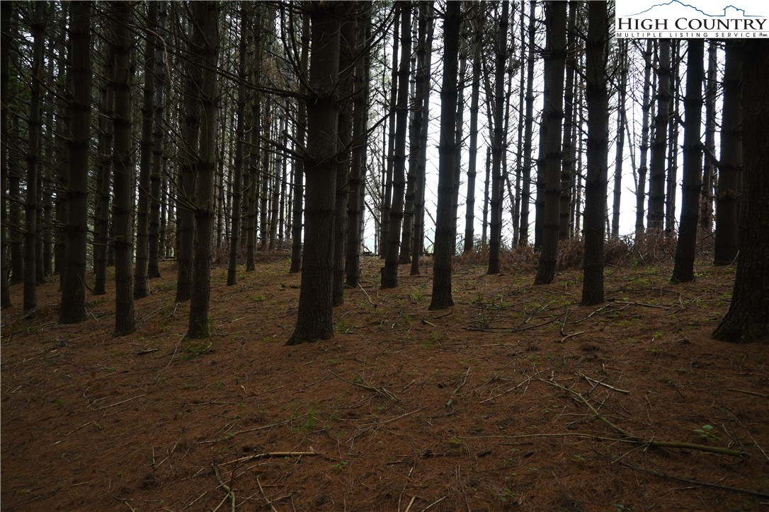 102 Tielcroft Road Crumpler, NC 28617 - Photo 13 of 19 a view of outdoor space with lots of trees