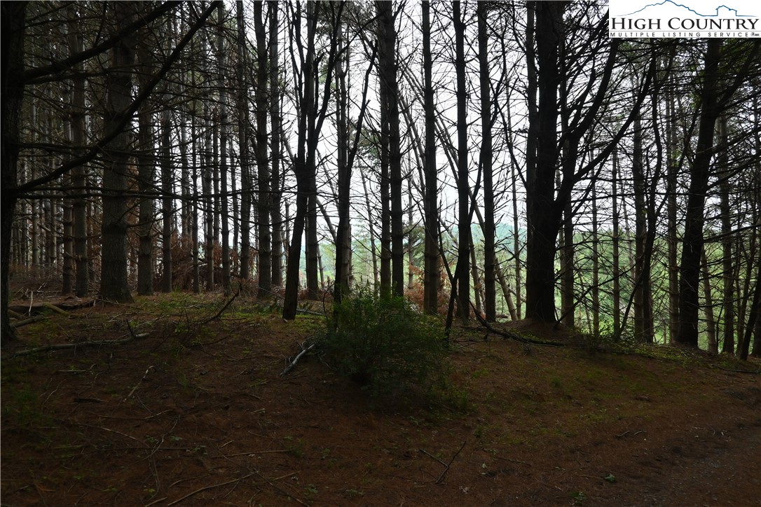 102 Tielcroft Road Crumpler, NC 28617 - Photo 14 of 19 a backyard of a house with lots of green space