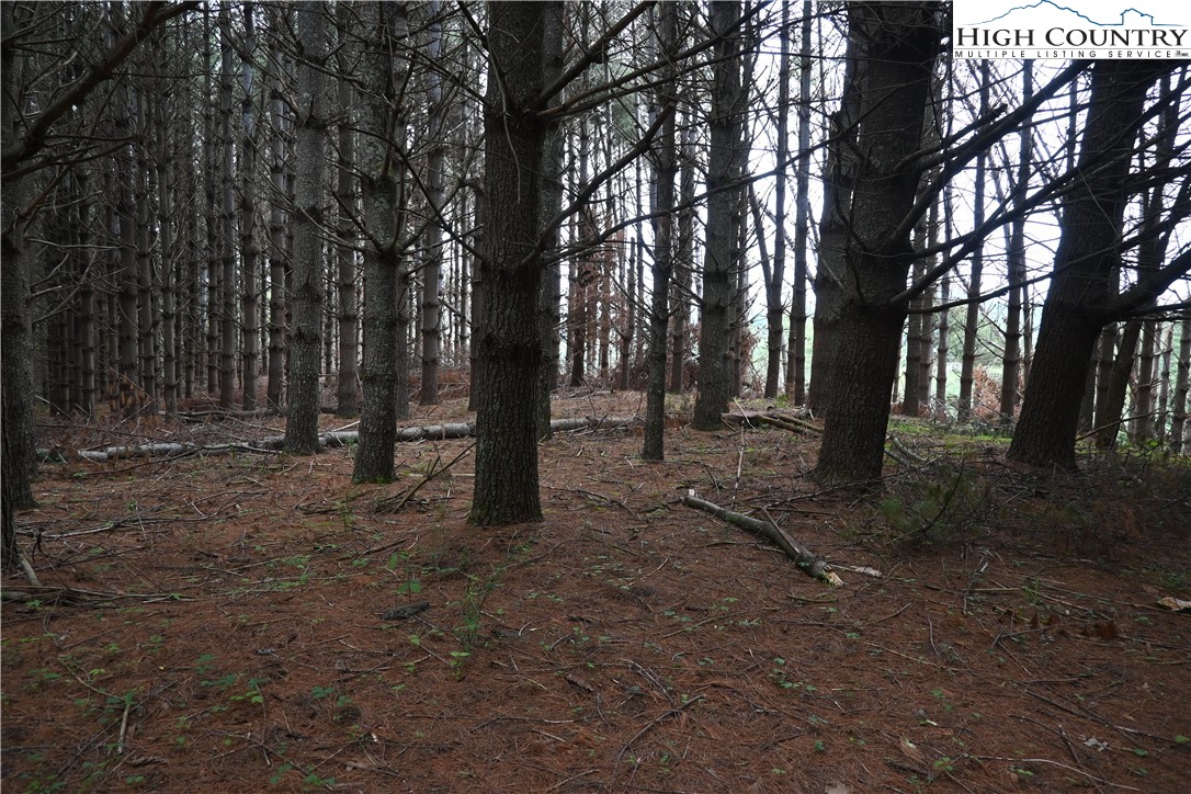 102 Tielcroft Road Crumpler, NC 28617 - Photo 15 of 19 a view of outdoor space with trees