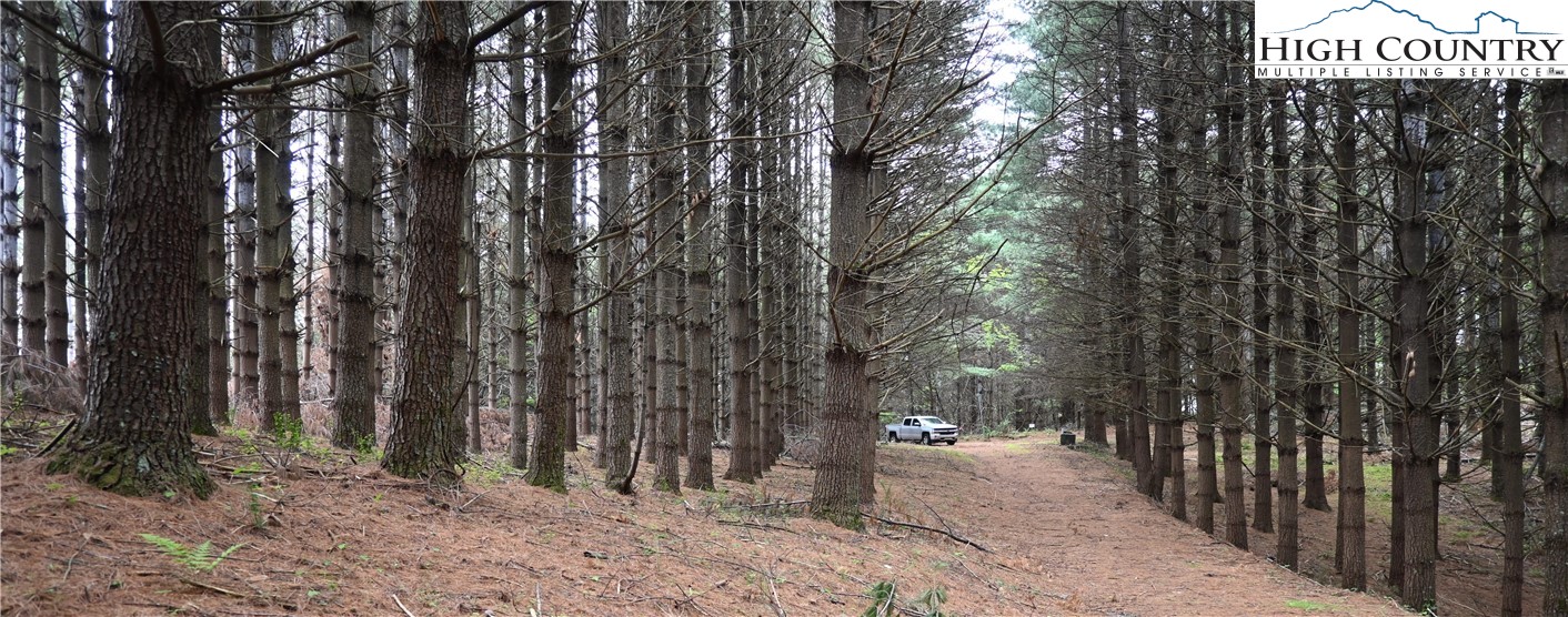 102 Tielcroft Road Crumpler, NC 28617 - Photo 5 of 19 a view of a forest