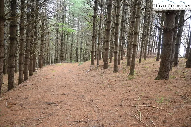 a view of a yard with trees