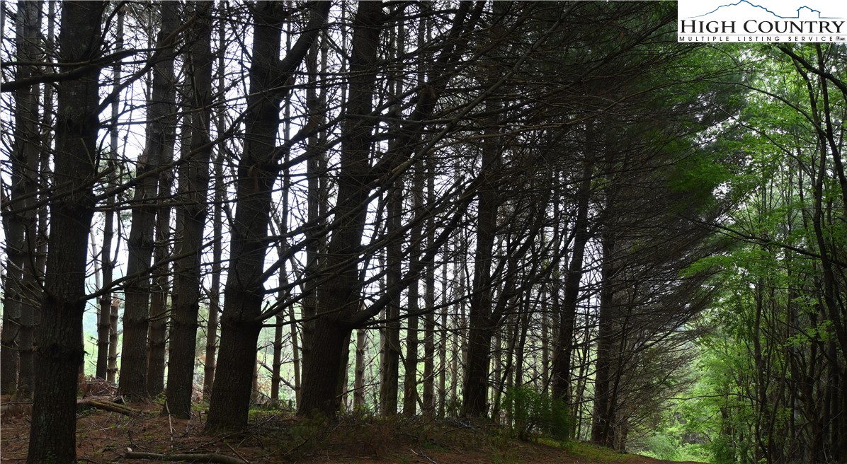 102 Tielcroft Road Crumpler, NC 28617 - Photo 9 of 19 a view of trees