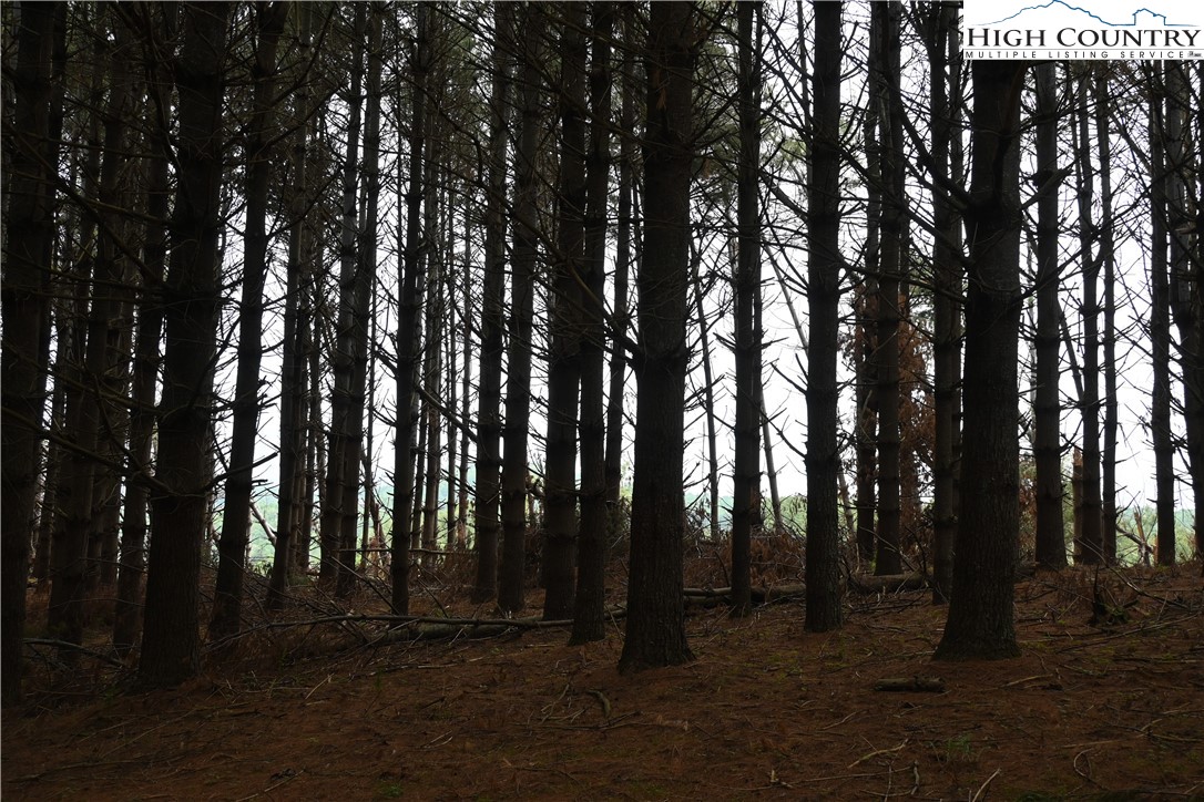 102 Tielcroft Road Crumpler, NC 28617 - Photo 10 of 19 a view of outdoor space with lots of trees