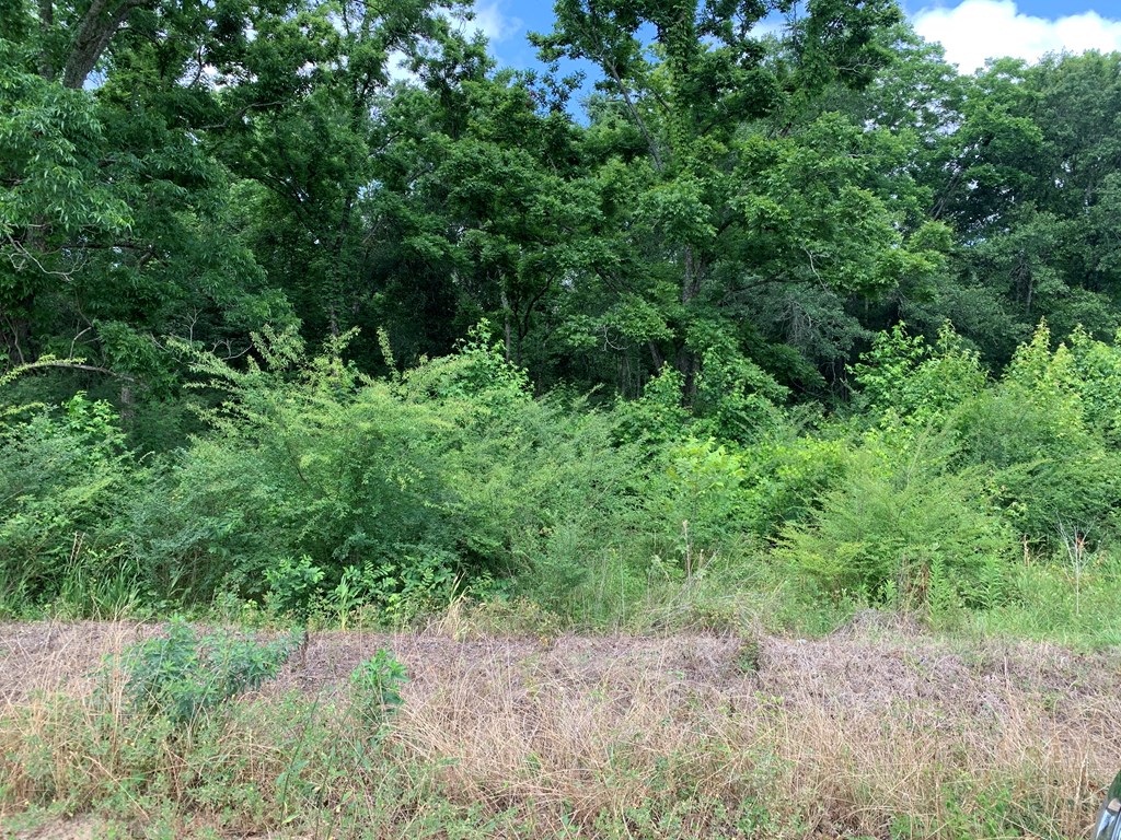0 Corinth Road Slocomb, AL 36375 - Photo 2 of 11
