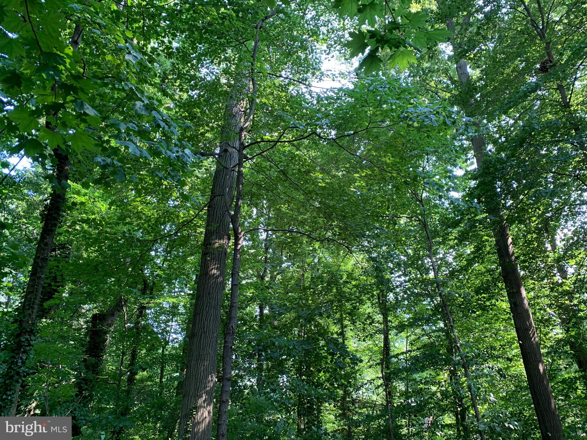 8 Somerset Road Baltimore, MD 21228 - Photo 44 of 56 Backs to 11 acres of privately owned woods