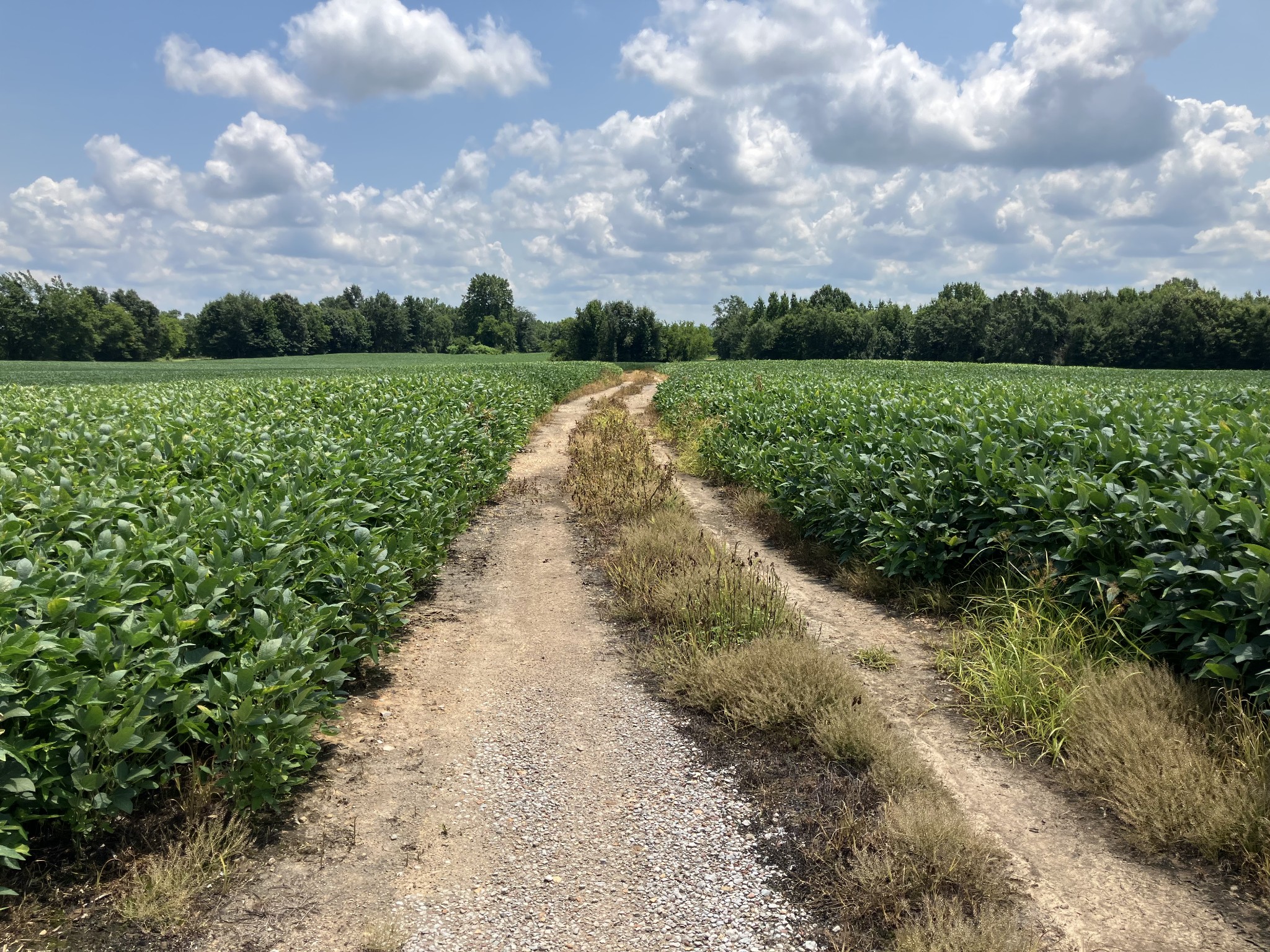 2690 Oak Grove Road Savannah, TN 38372 - Photo 2 of 5