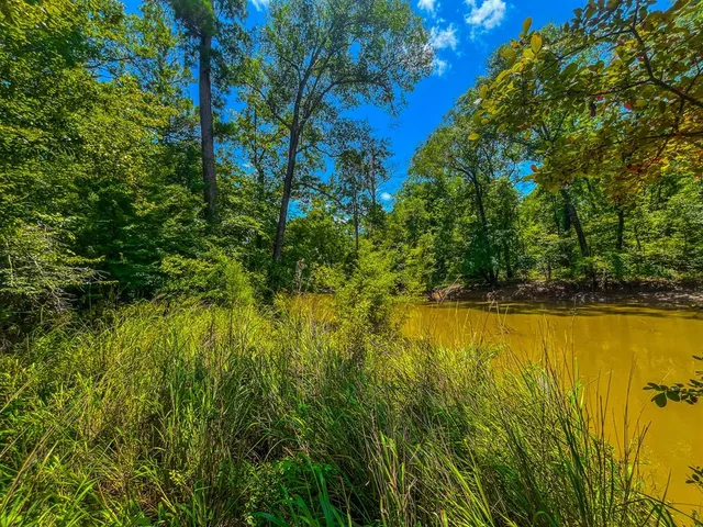 a view of a lake view with a large tree