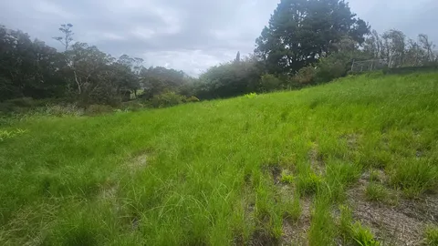 a view of a lush green space