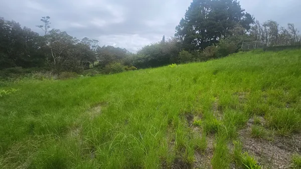 a view of a lush green space