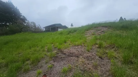a view of a field with plants and trees