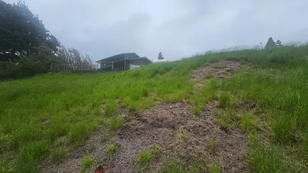 a view of a field with plants and trees