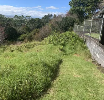 a view of a yard with a tree
