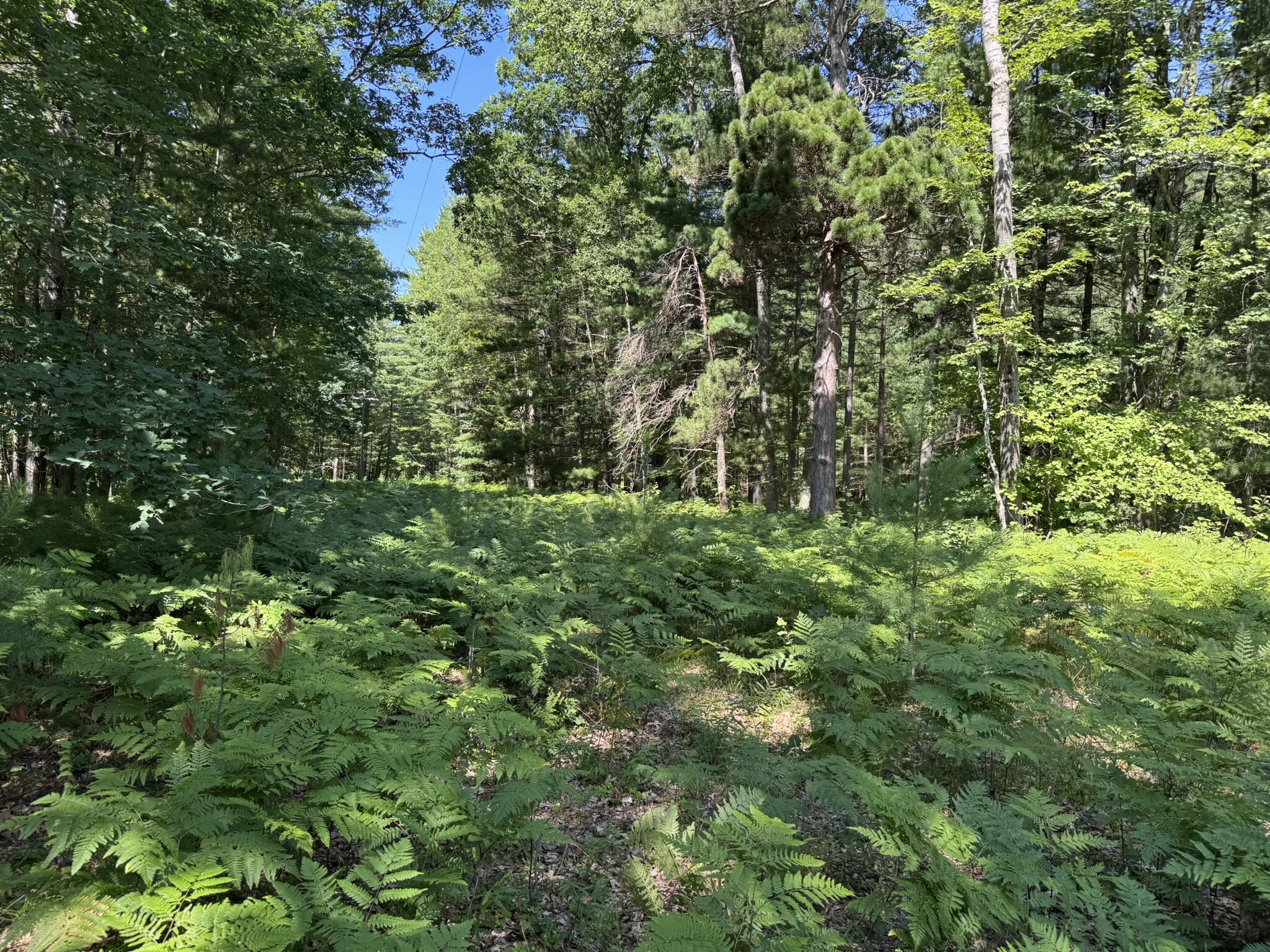 Arquilla Creek Road Harrietta, MI 49638 - Photo 1 of 5 IMG_0166