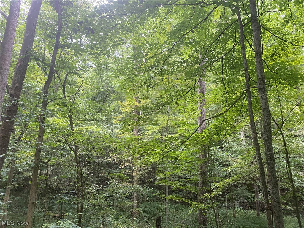 Clyde Ruble Road Lewisville, OH 43754 - Photo 3 of 16 View of local wilderness