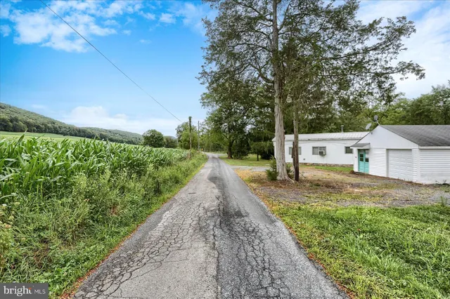 a view of a yard with plants and a large tree
