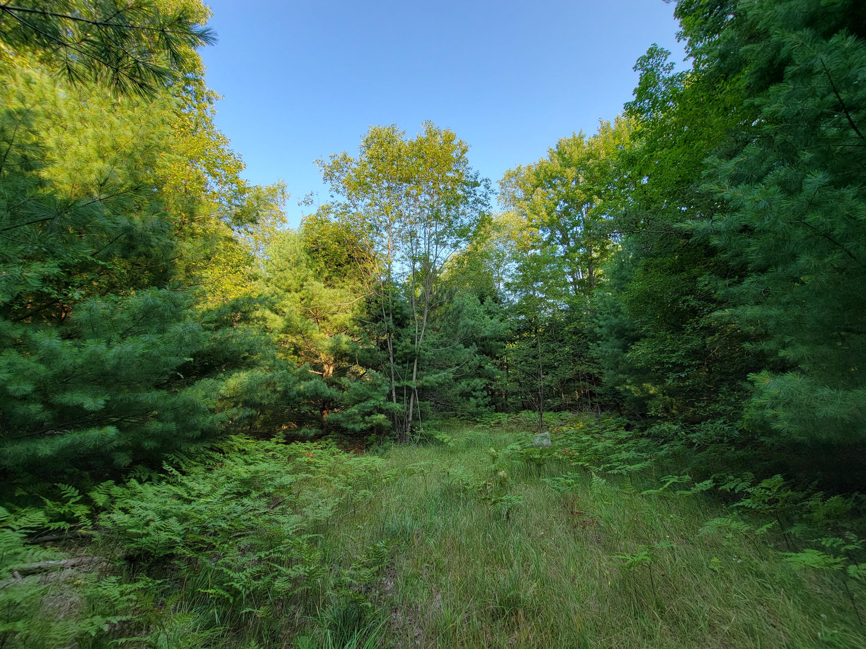 11381 Jouppi Road Kaleva, MI 49645 - Photo 4 of 51 20210727_183911