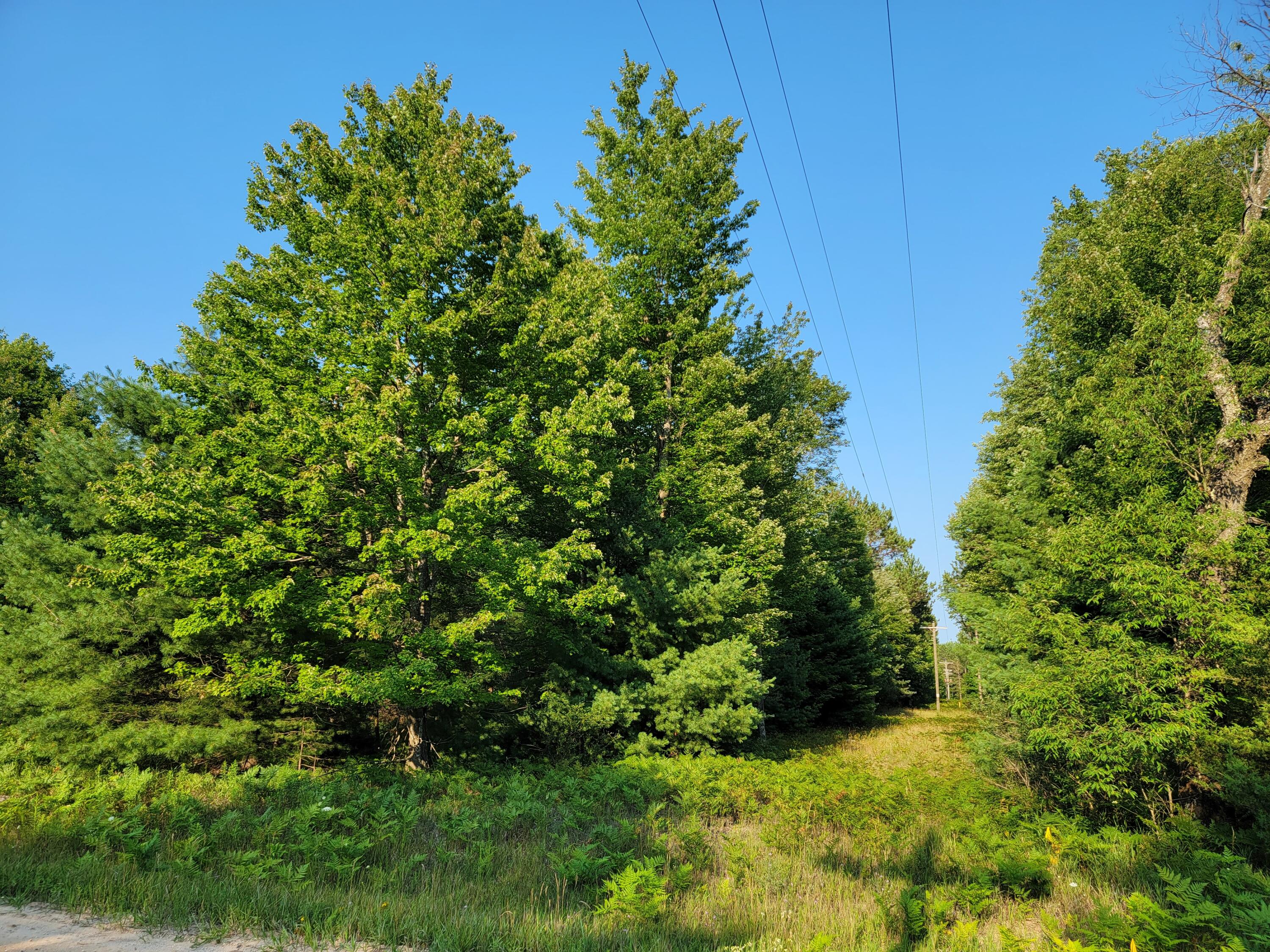 11381 Jouppi Road Kaleva, MI 49645 - Photo 50 of 51 20210727_184738