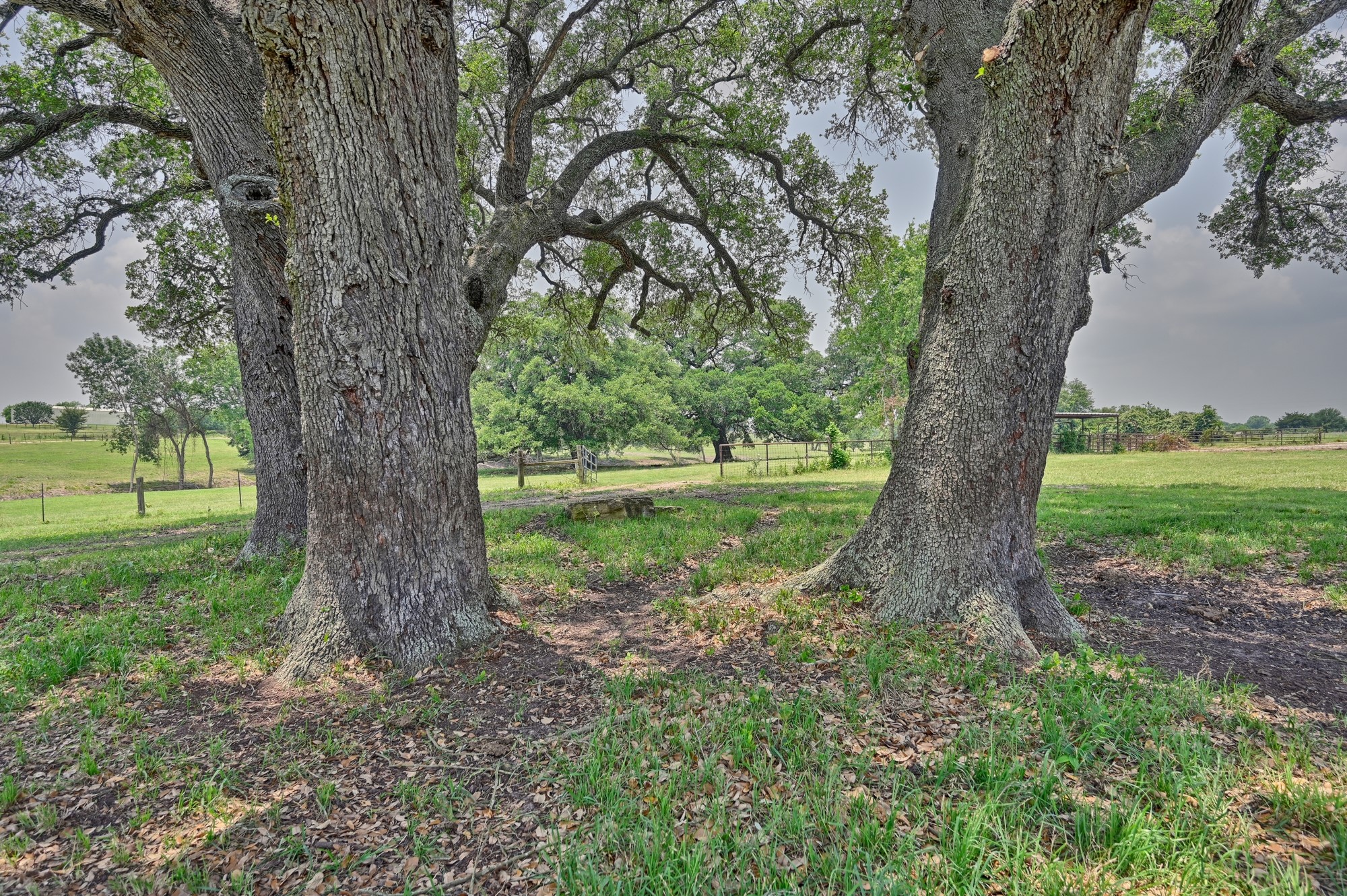 7009 Sandy Hill Road Brenham, TX 77833 - Photo 12 of 41 a view of a garden with a tree