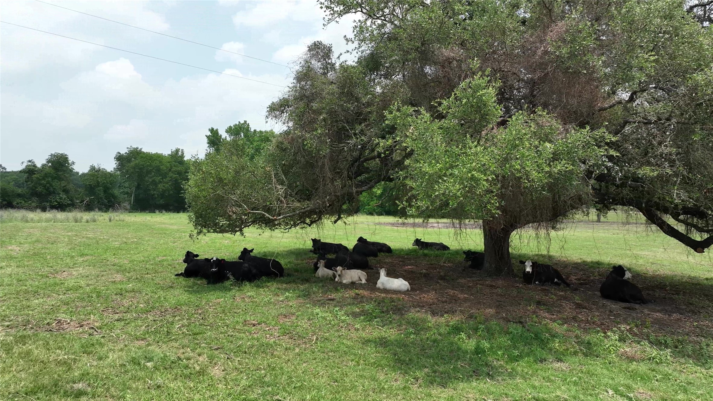 7009 Sandy Hill Road Brenham, TX 77833 - Photo 29 of 41 a view of a garden with large trees