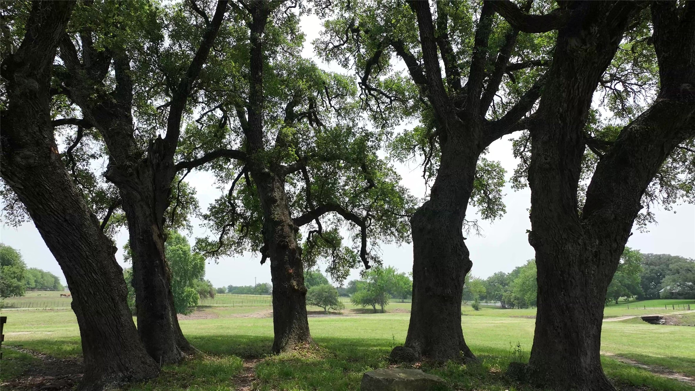 7009 Sandy Hill Road Brenham, TX 77833 - Photo 10 of 41 a view of a tree in a yard next to a large tree