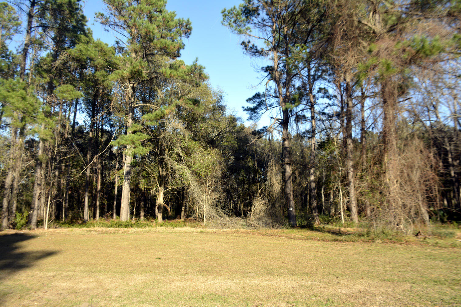 2 Blackbear Road, Unit LOT 2 Edisto Island, SC 29438 - Photo 13 of 19 _DSC6496_3448