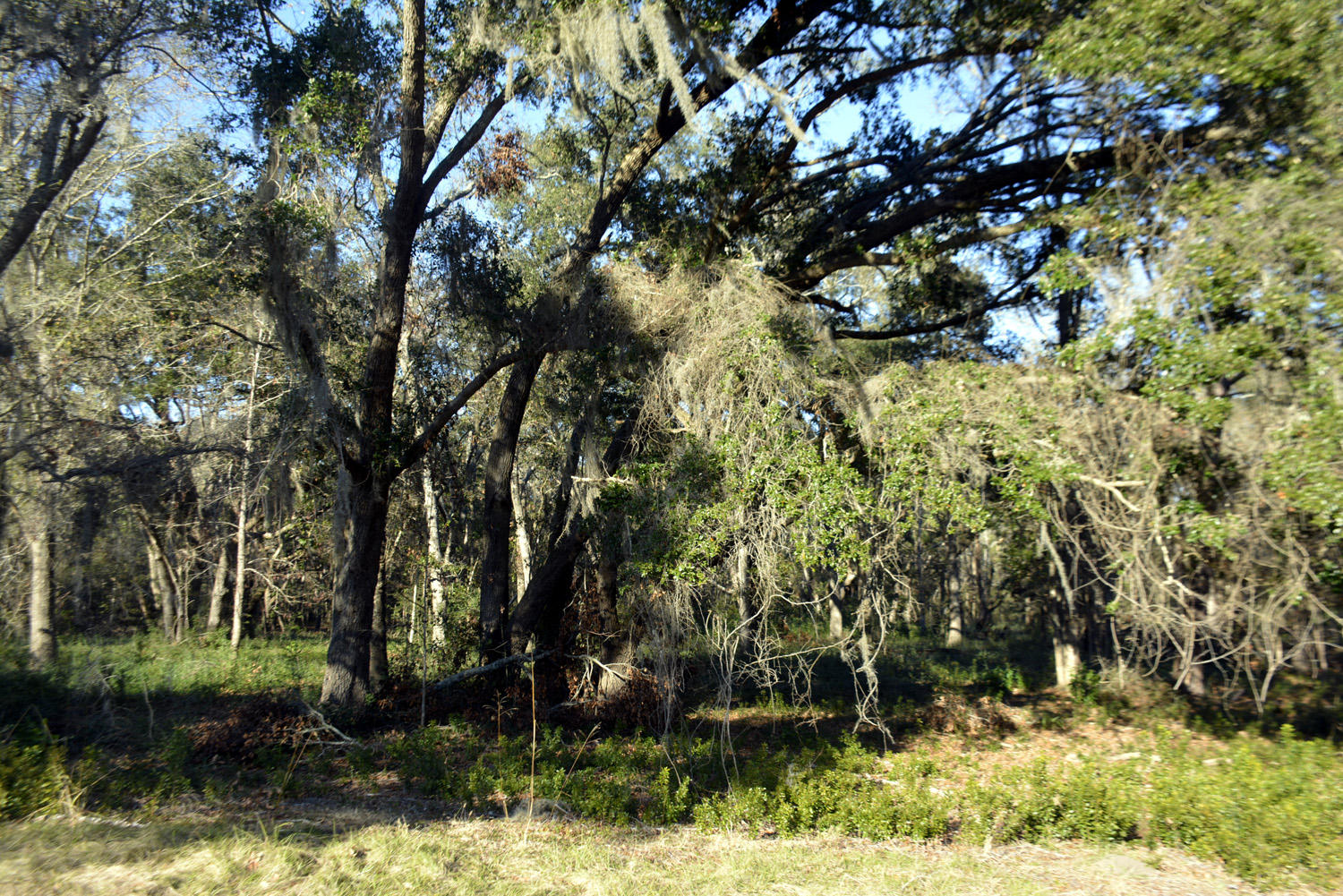 2 Blackbear Road, Unit LOT 2 Edisto Island, SC 29438 - Photo 15 of 19 _DSC6499_3451