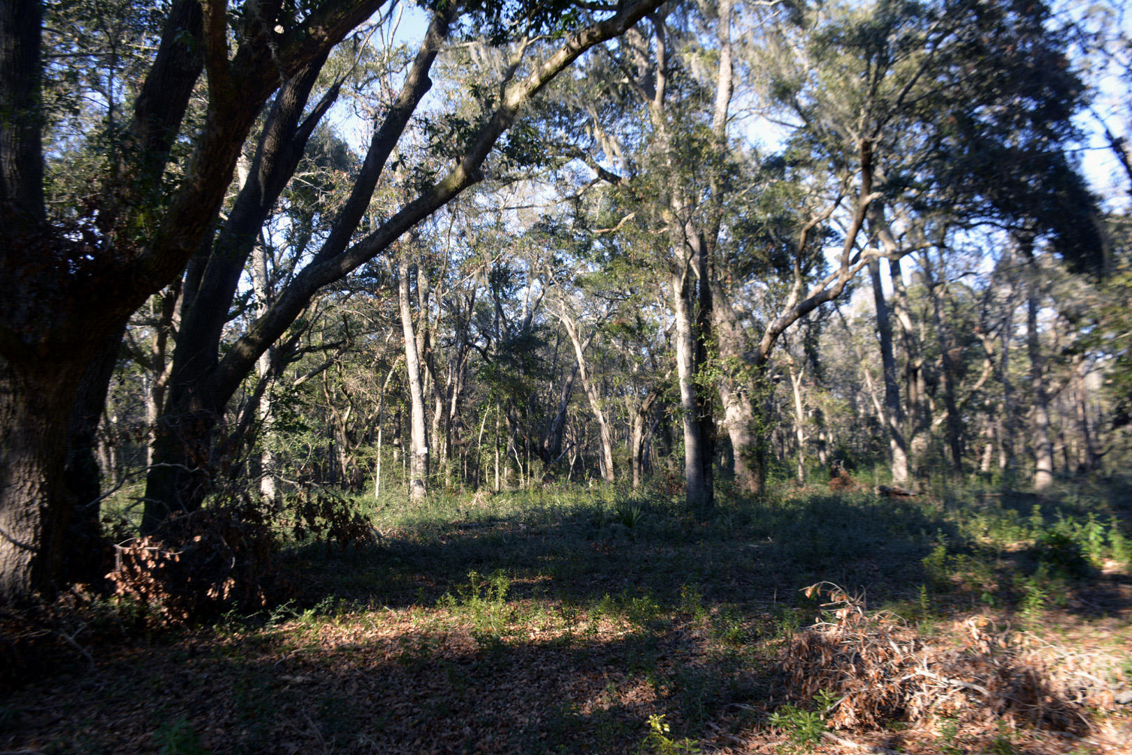 2 Blackbear Road, Unit LOT 2 Edisto Island, SC 29438 - Photo 16 of 19 _DSC6500_3452
