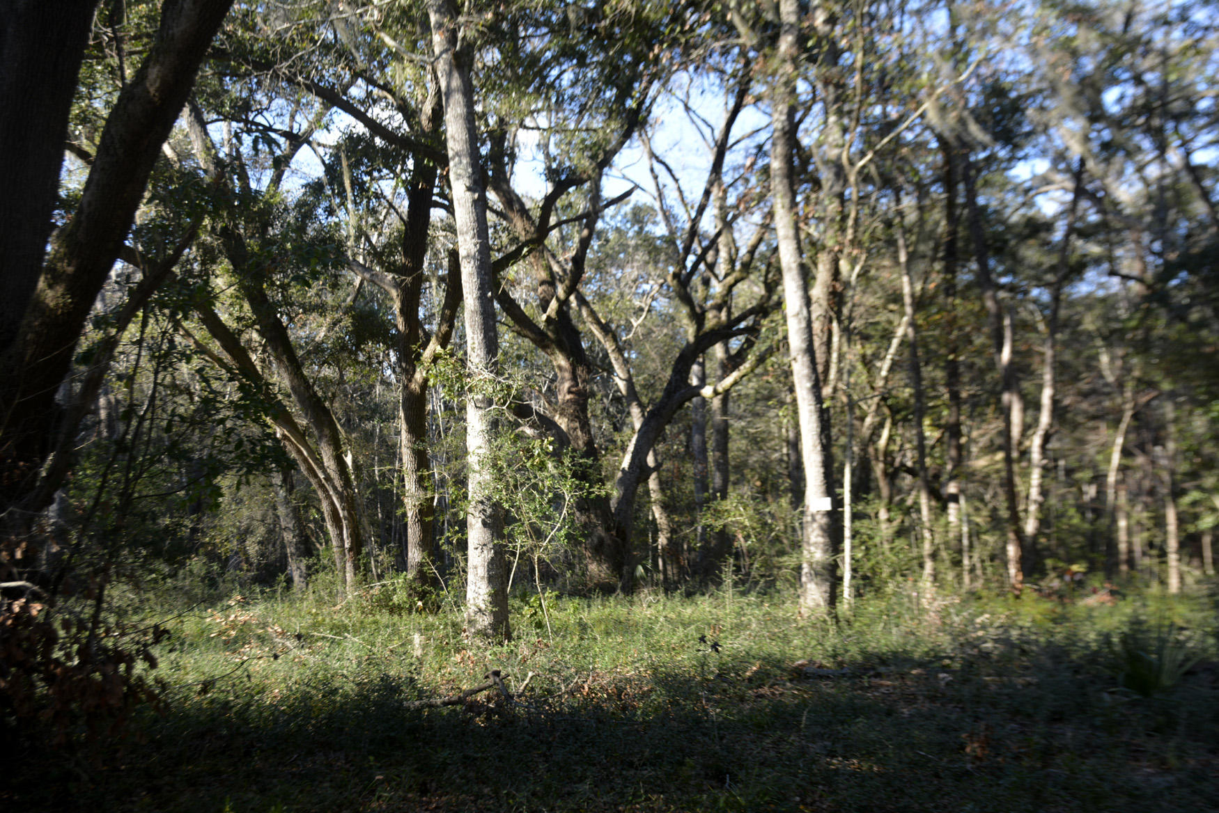 2 Blackbear Road, Unit LOT 2 Edisto Island, SC 29438 - Photo 17 of 19 _DSC6501_3436